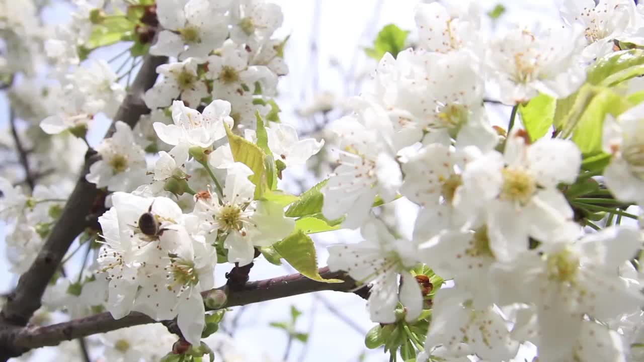 寻找苹果白花花粉的蜜蜂- 9791b视频素材