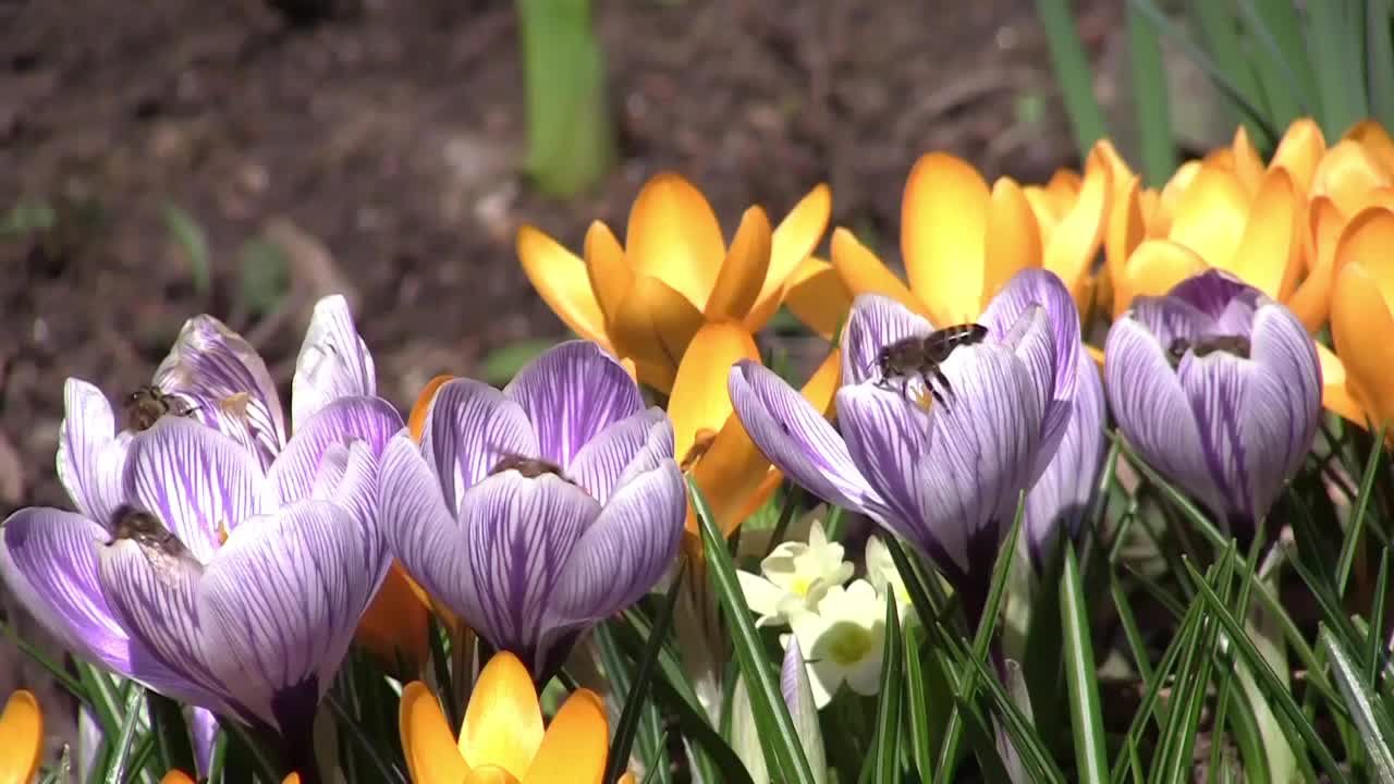 蜂花粉在花园里看黄色和紫色的番红花视频素材