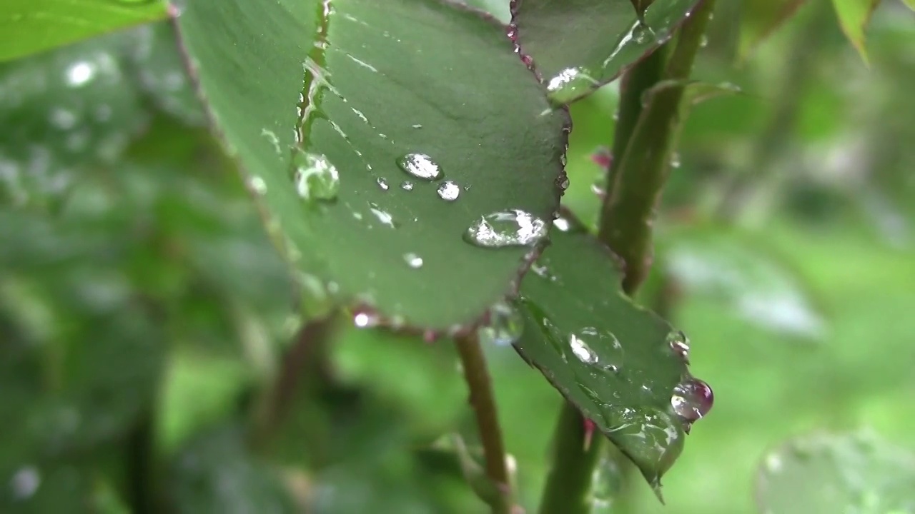 一场大雨过后，春雨滴在树叶上是美丽的，清晰得像一声哨子视频素材