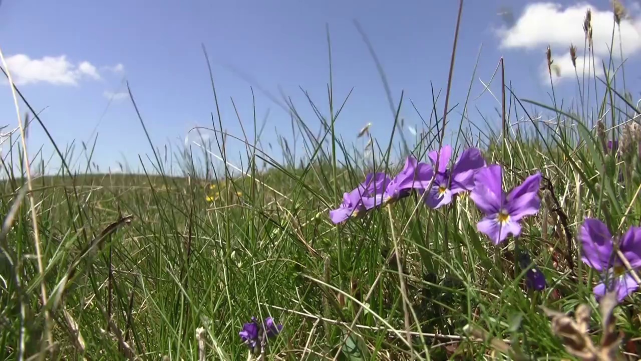 在风的吹拂下，长着短草和黄色橙色花朵的高山草甸视频素材