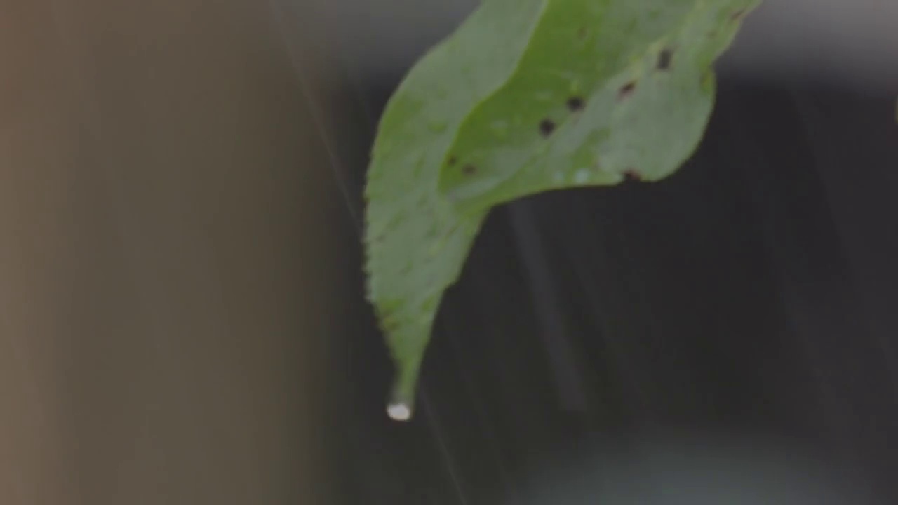 苹果叶被雨滴打- 053视频素材