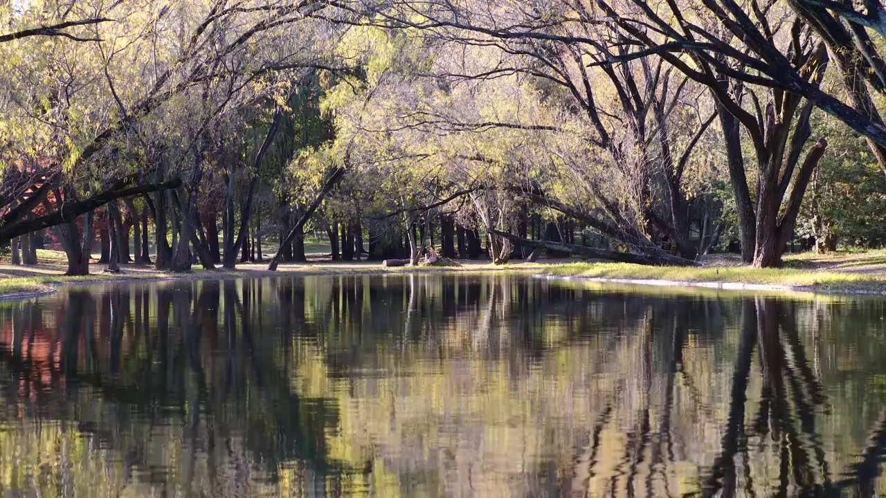 美丽的秋天森林公园的风景，阳光下的树木与湖的倒影，可循环的4k慢动作镜头。视频素材