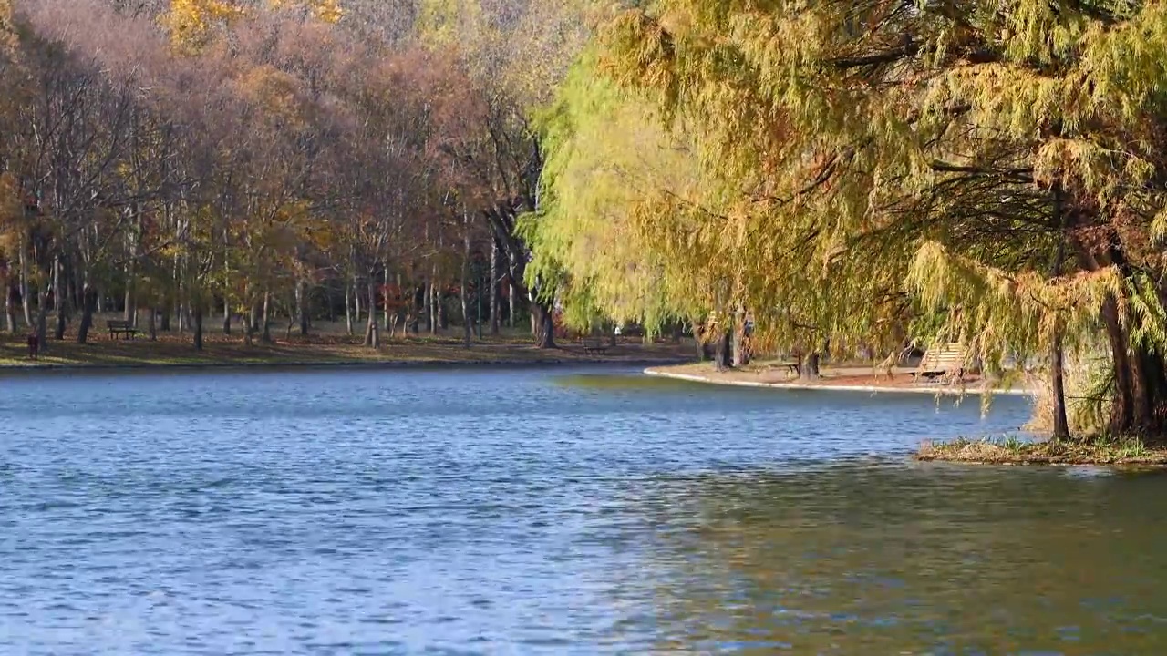 美丽的秋季森林公园景观，树木在阳光下随风摇曳，湖上泛起涟漪，可循环播放4k慢动作镜头。视频素材