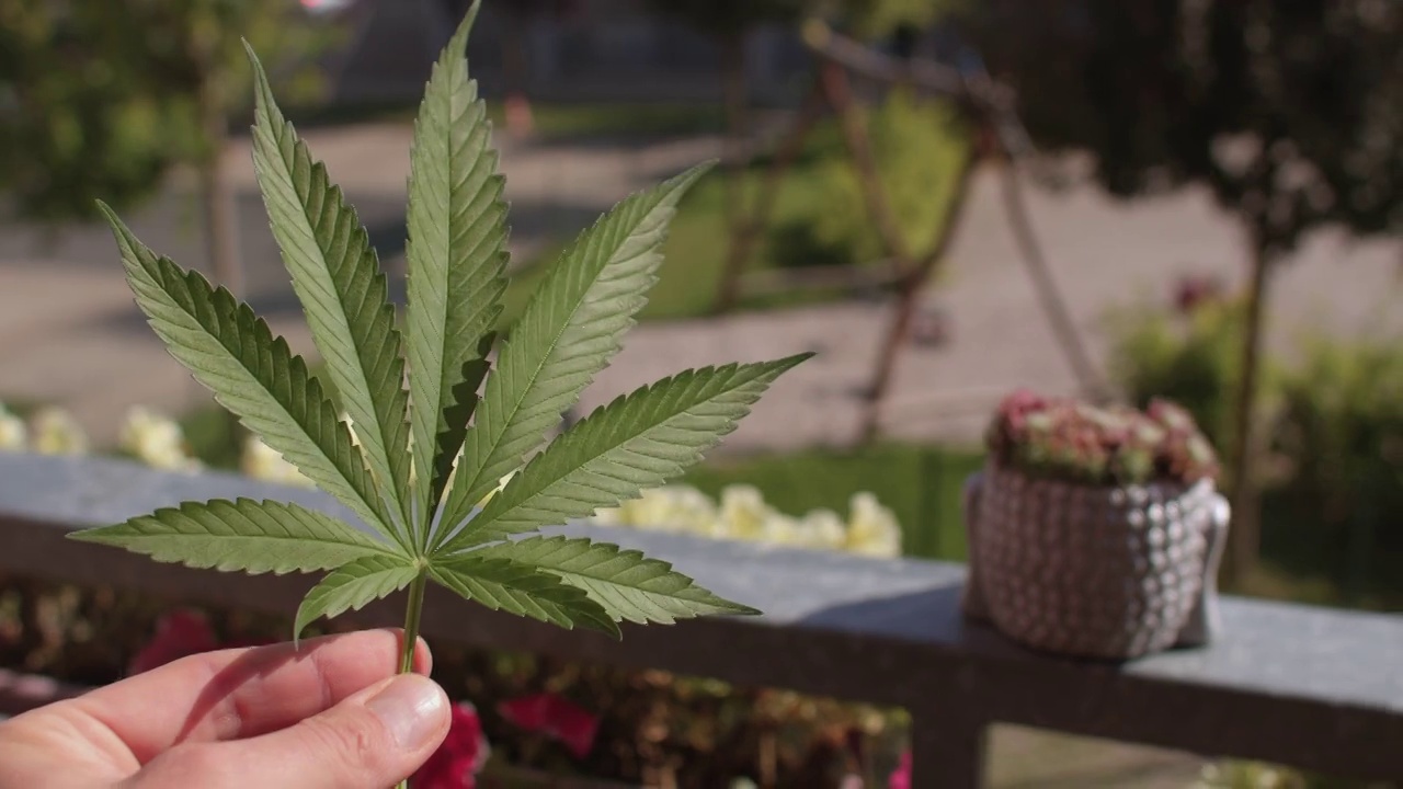 在阳台上种植大麻二酚。叶子麻植物在手中居民。视频素材