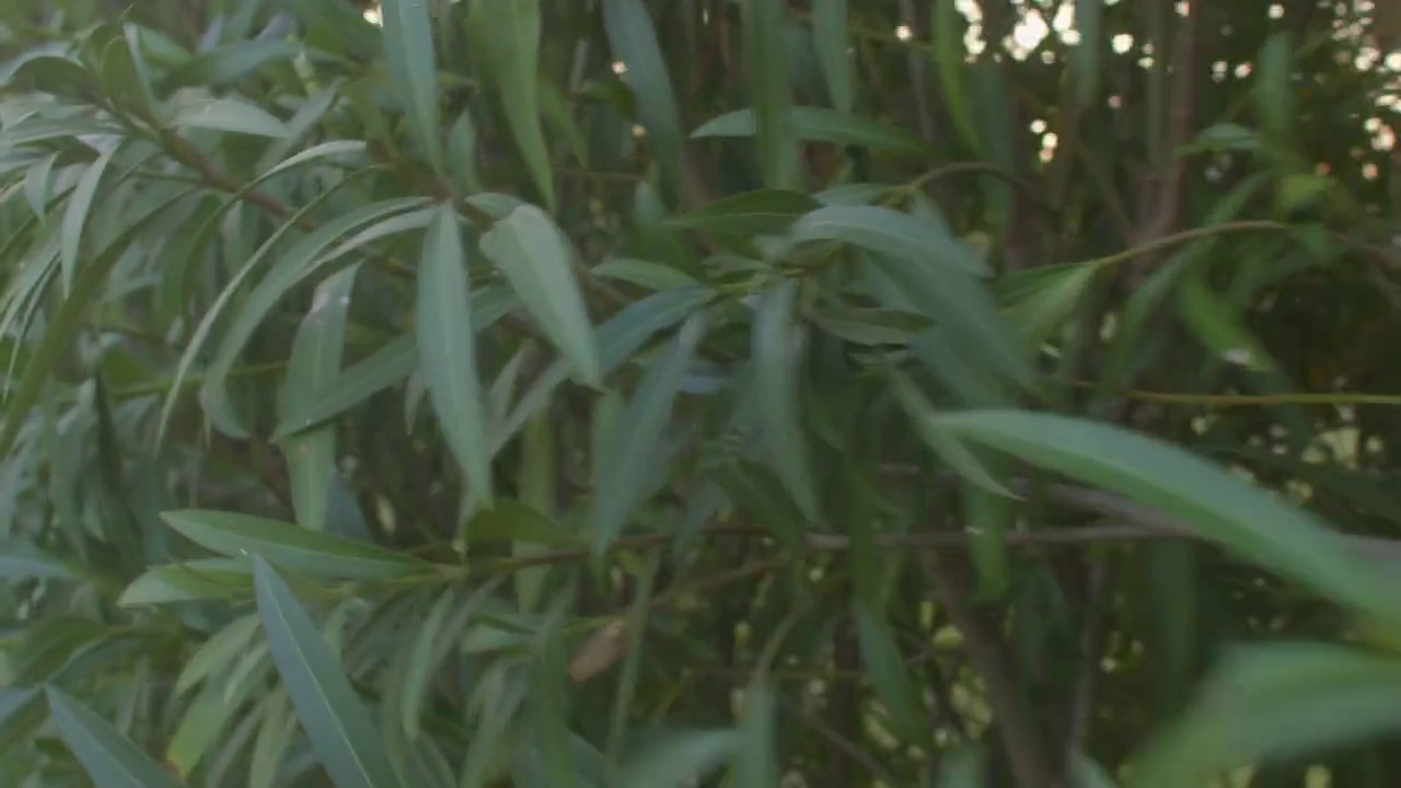 自耕农通过种植适当的灌木或树种来创建生活栅栏。视频素材