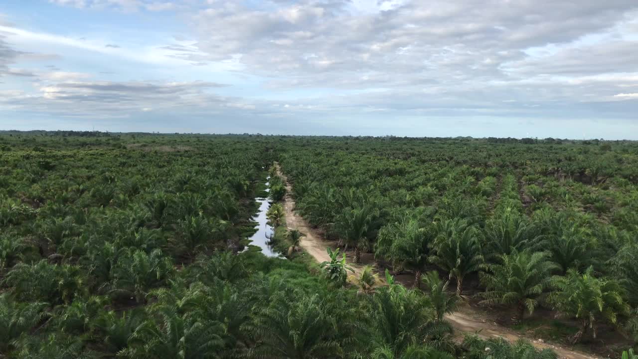 油棕榈种植园的俯视图视频素材