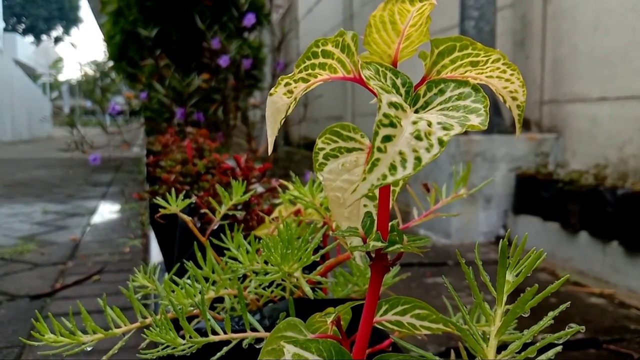 晨露观赏植物视频素材