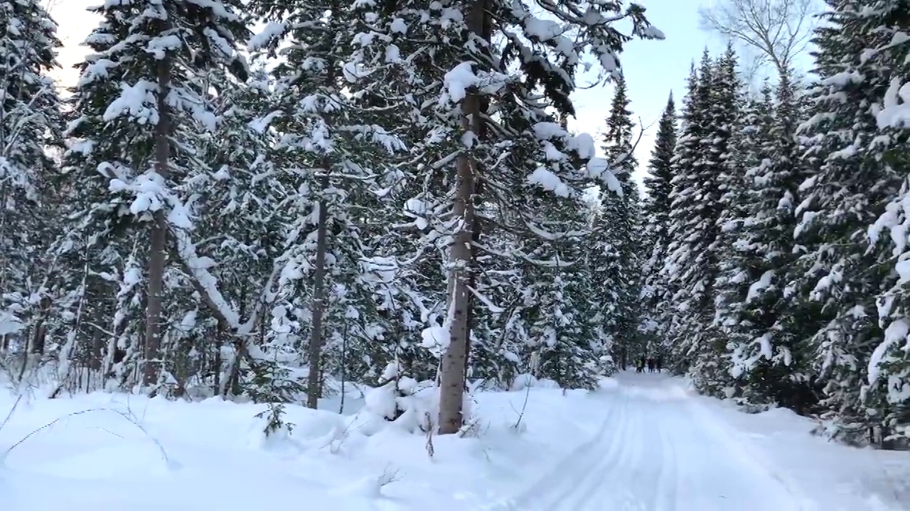 穿过冬季森林。美丽的冬天的风景。视频素材