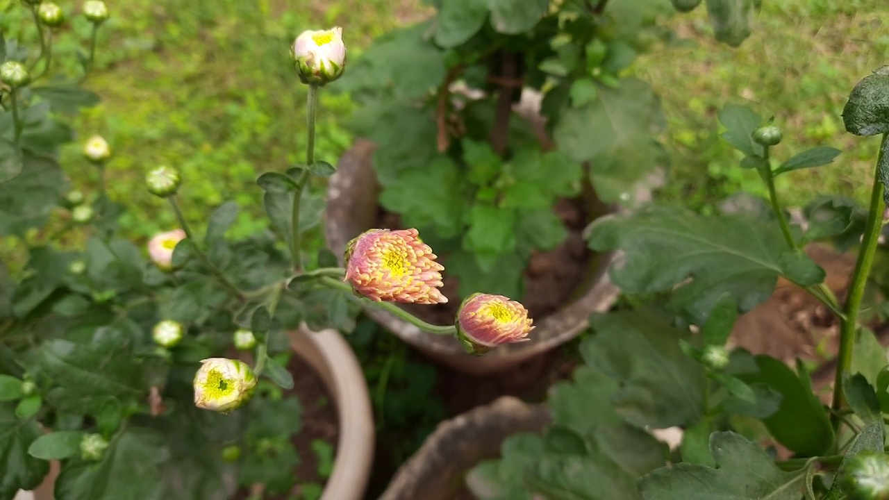 秋天的花园里菊花开花了。视频素材