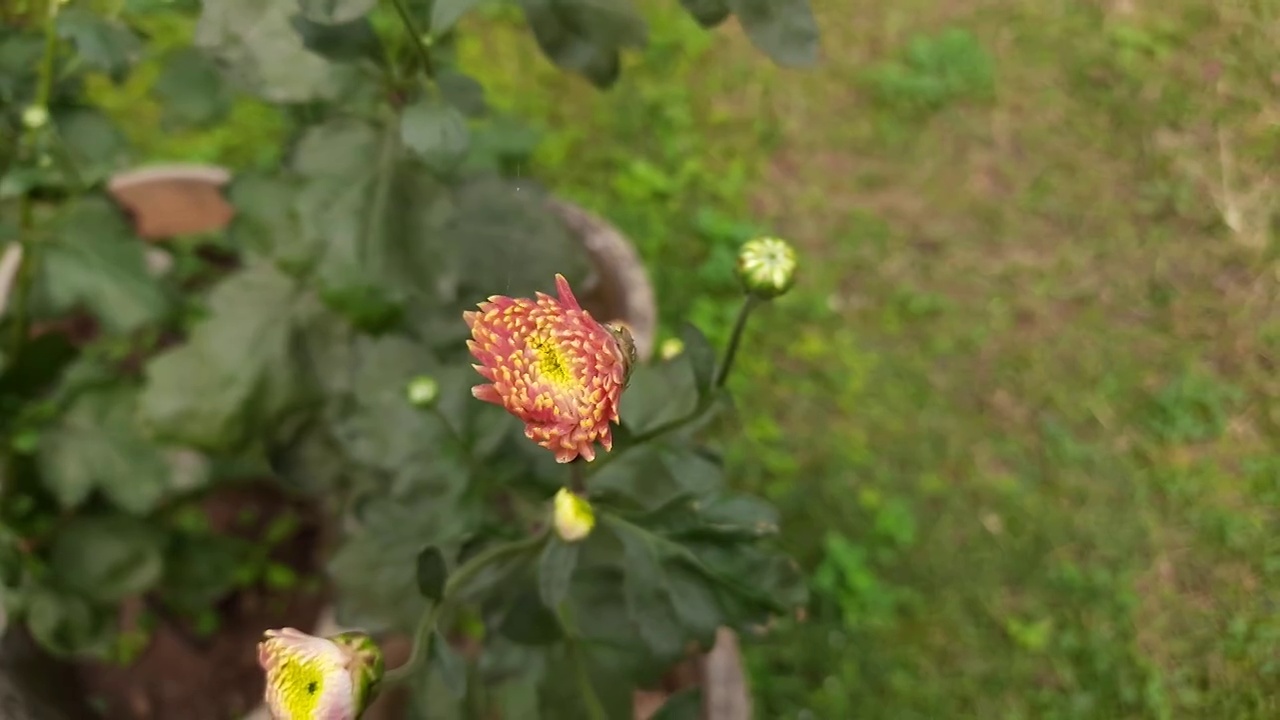 秋天的花园里菊花开花了。视频素材