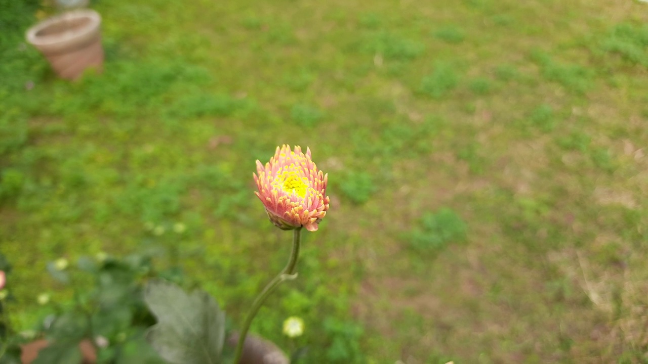 秋天的花园里菊花开花了。视频素材