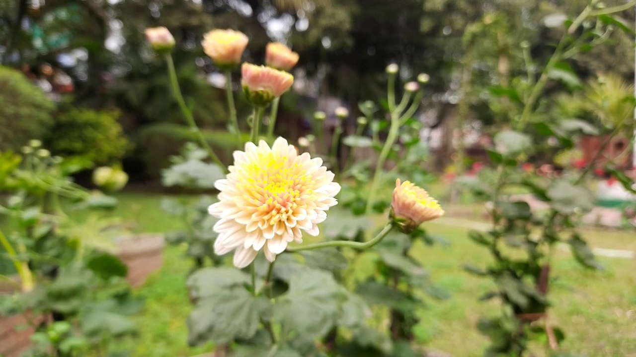 秋天的花园里菊花开花了。视频素材