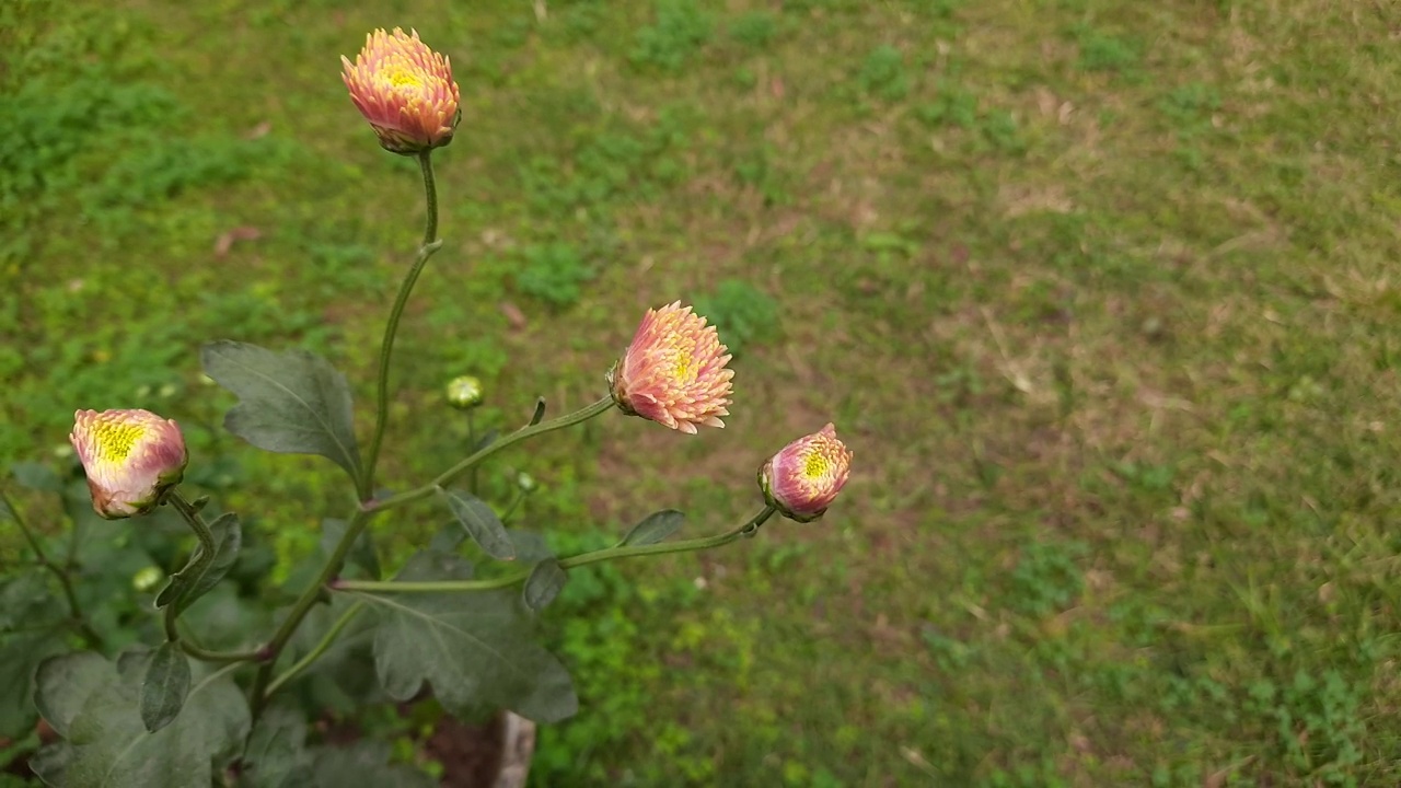 秋天的花园里菊花开花了。视频素材