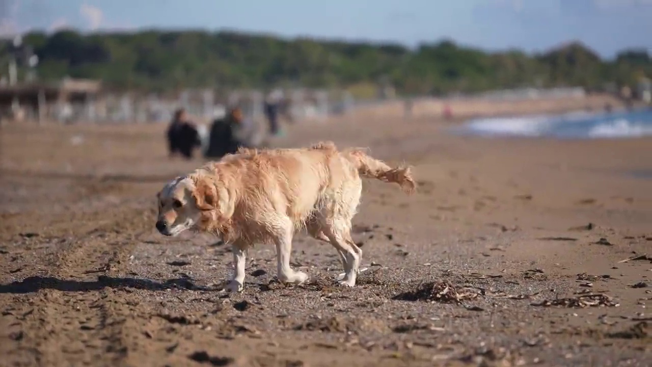 金毛寻回犬在海滩享受一天的特写。视频下载