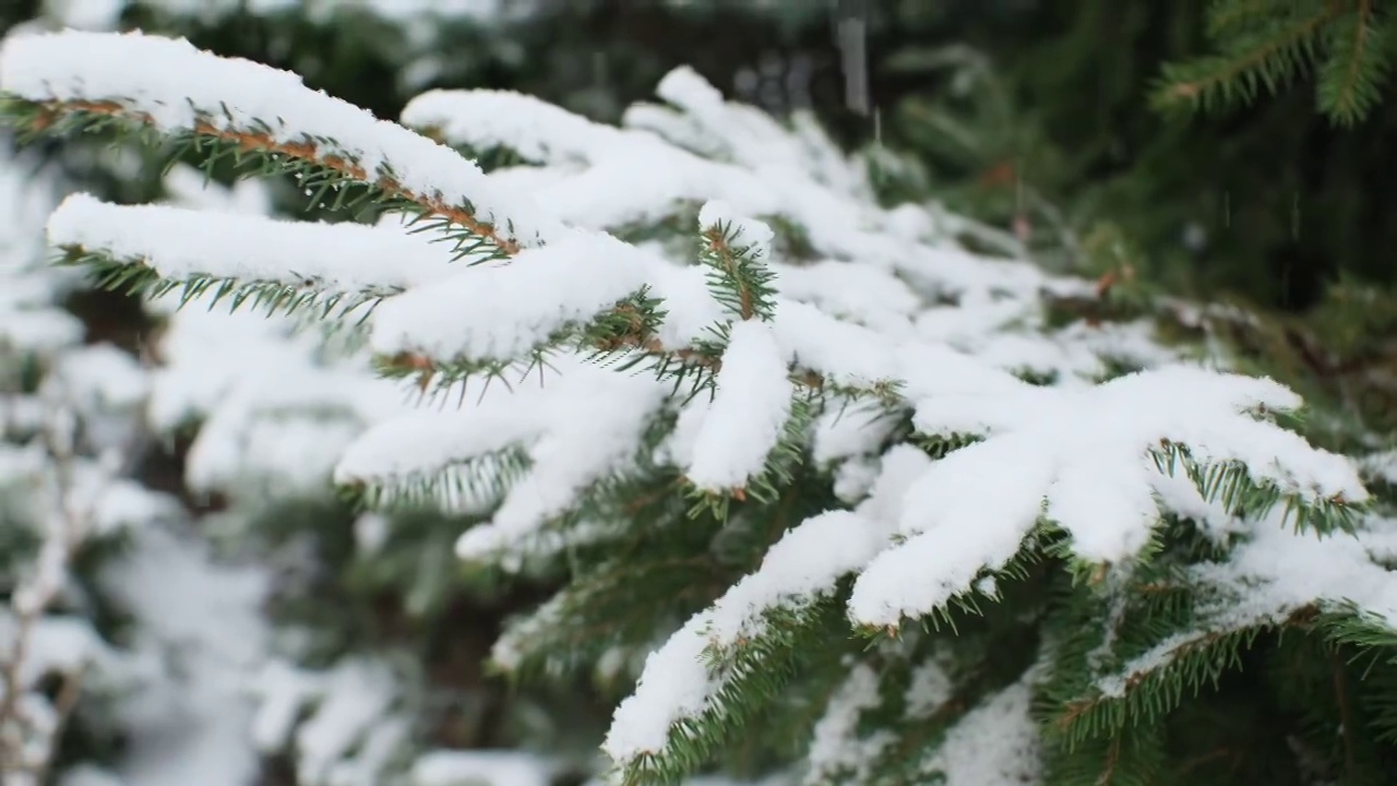 云杉树枝上的雪和后院的灌木丛里的雪视频素材