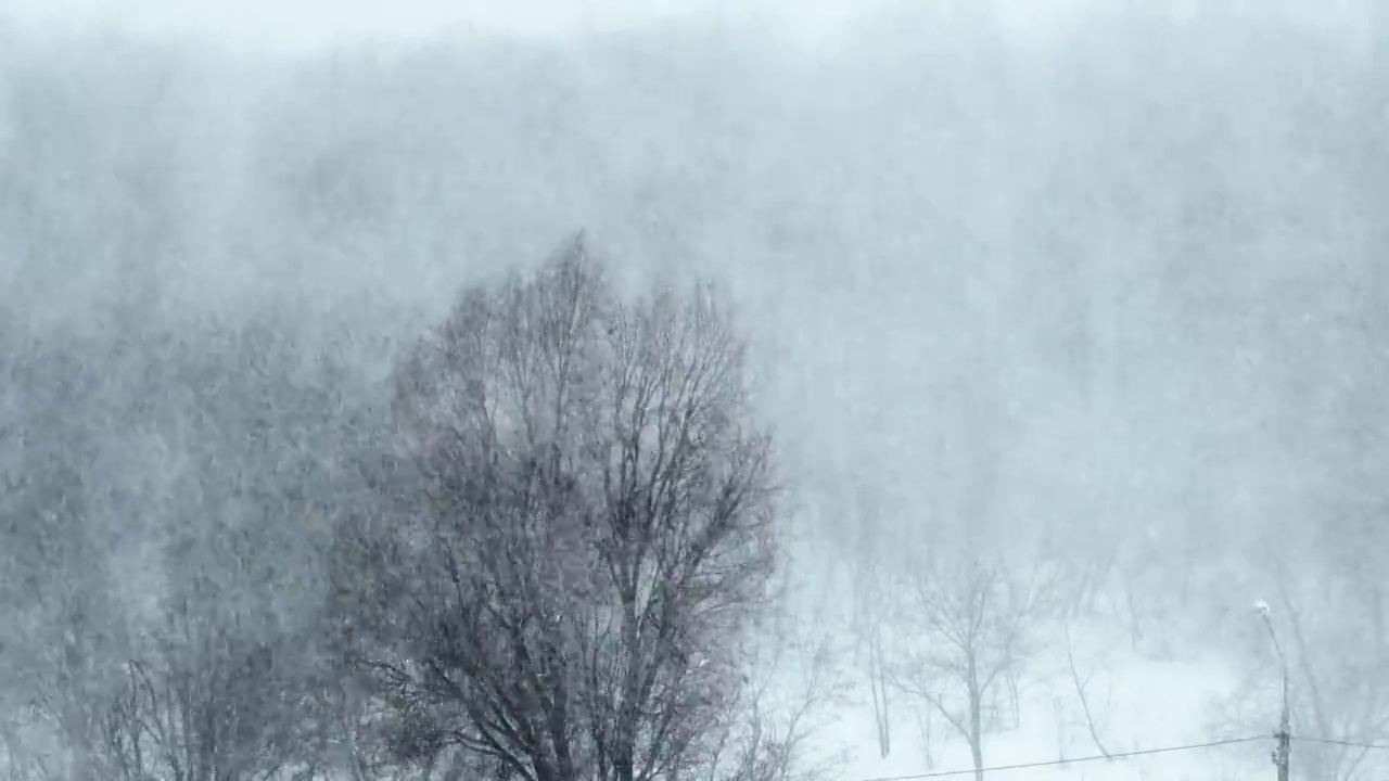 冬季森林的背景上的大雪，暴风雪，暴风雪视频素材