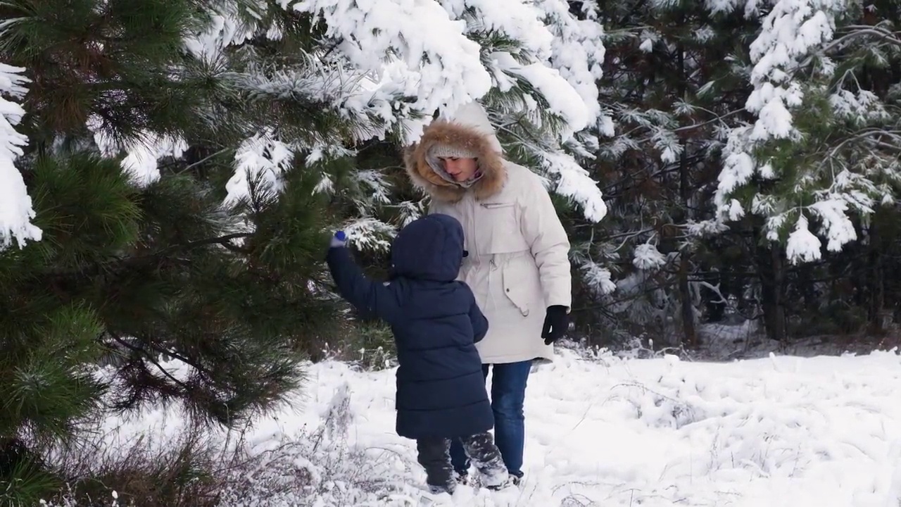 母子俩走在冬雪覆盖的松树林里，扫去树枝上的积雪视频素材