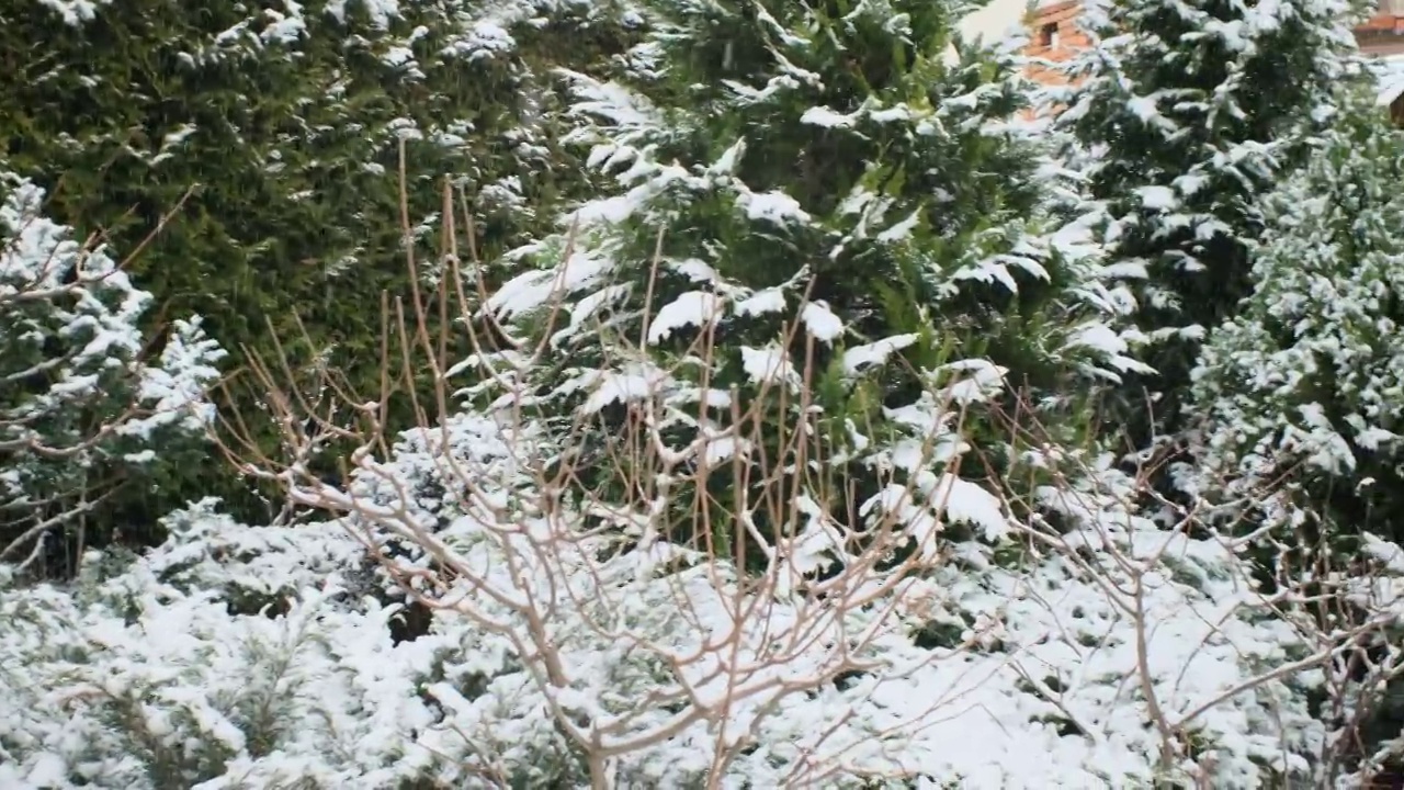 云杉树枝上的雪和后院的灌木丛里的雪视频素材