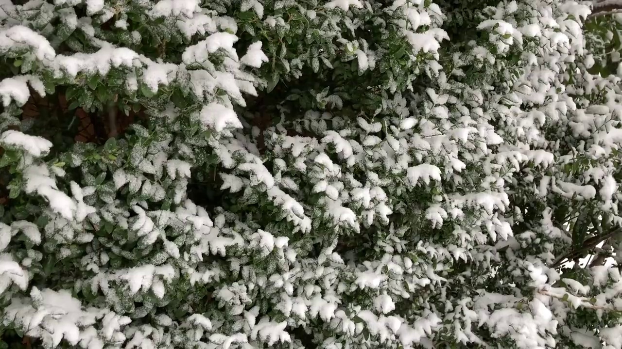 树叶上的雪视频素材