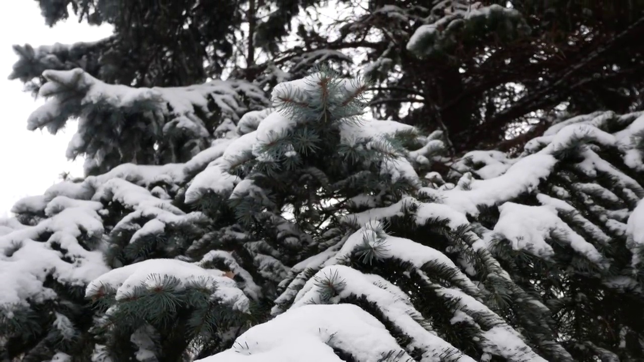 冬天，一棵被白雪覆盖的蓝色大云杉视频素材