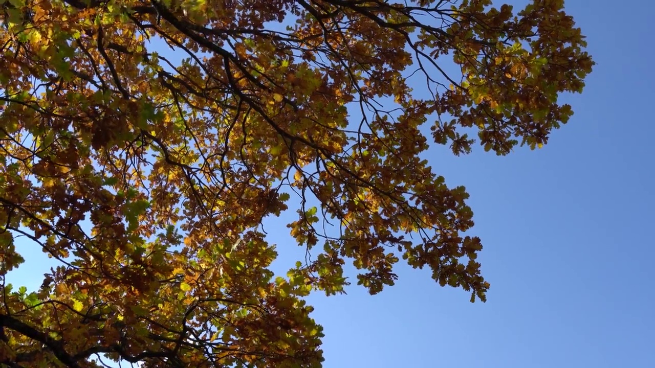 秋天树上的黄叶。背景是湛蓝的天空。视图顶部。视频素材