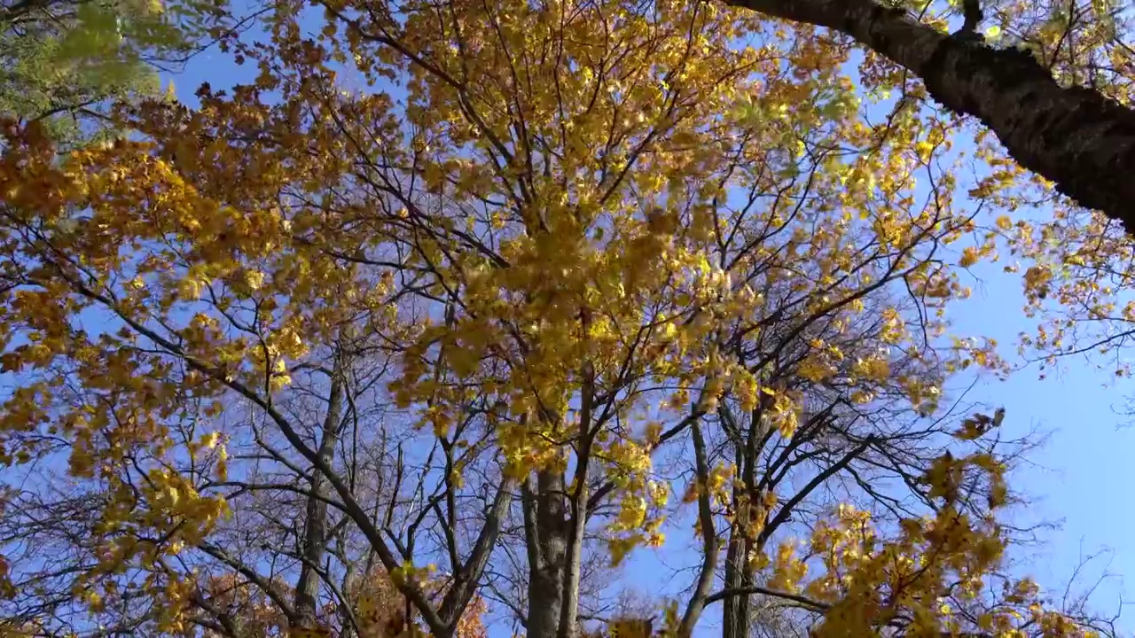 秋天树上的黄叶。背景是湛蓝的天空。视图顶部。视频素材