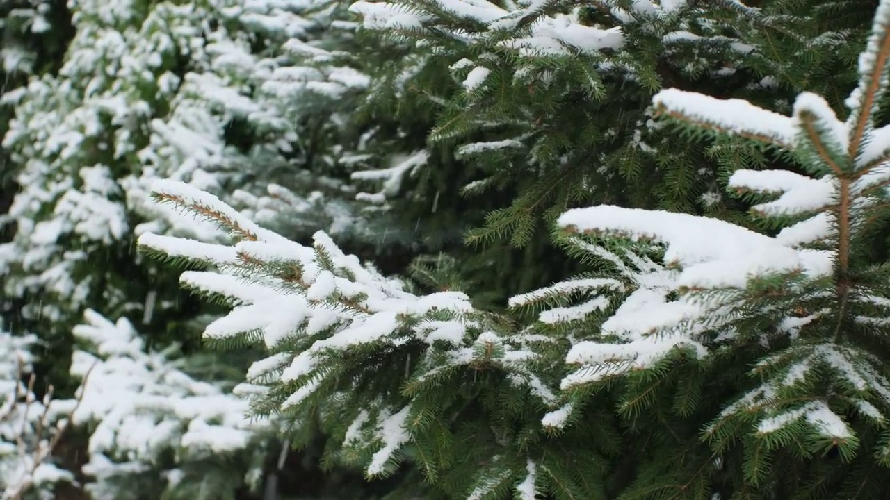 云杉树枝上的雪和后院的灌木丛里的雪视频素材