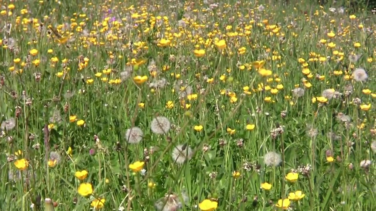 森林附近开着黄花的田野- 2015年视频素材