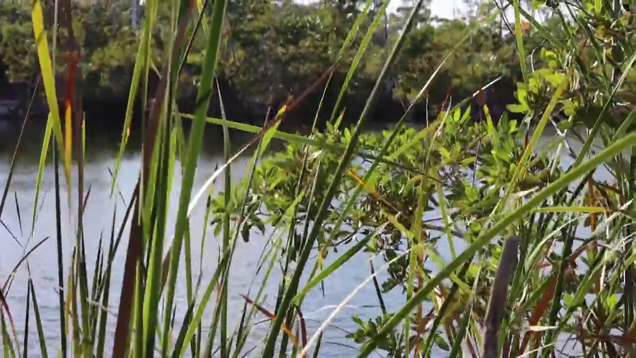 通过高高的草叶，蓝洞的平移视图视频下载