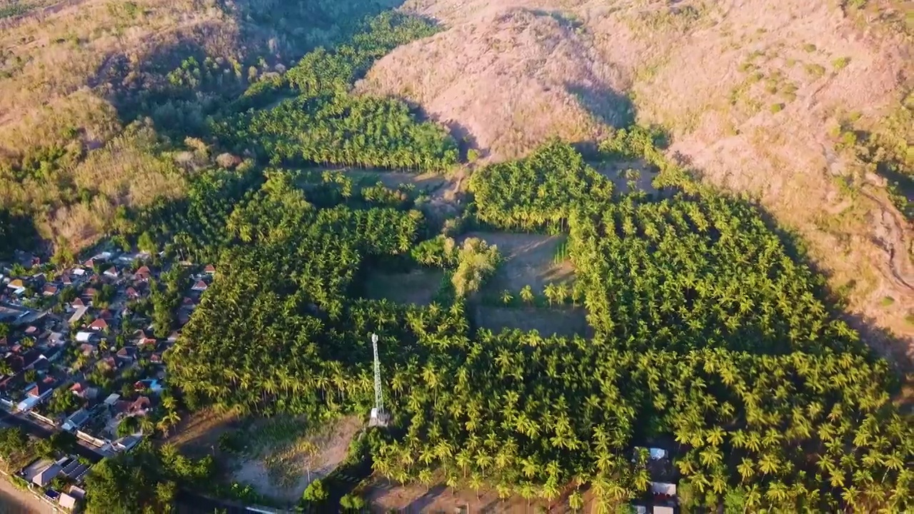 热带海滩附近椰子树的鸟瞰图视频素材