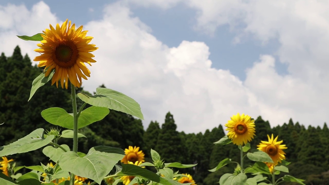 千叶县Oamishirasato市
向日葵视频素材