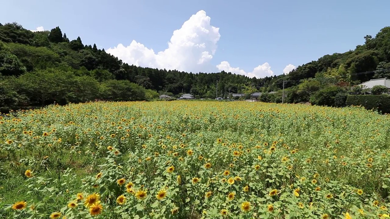 千叶县Oamishirasato市
向日葵视频素材