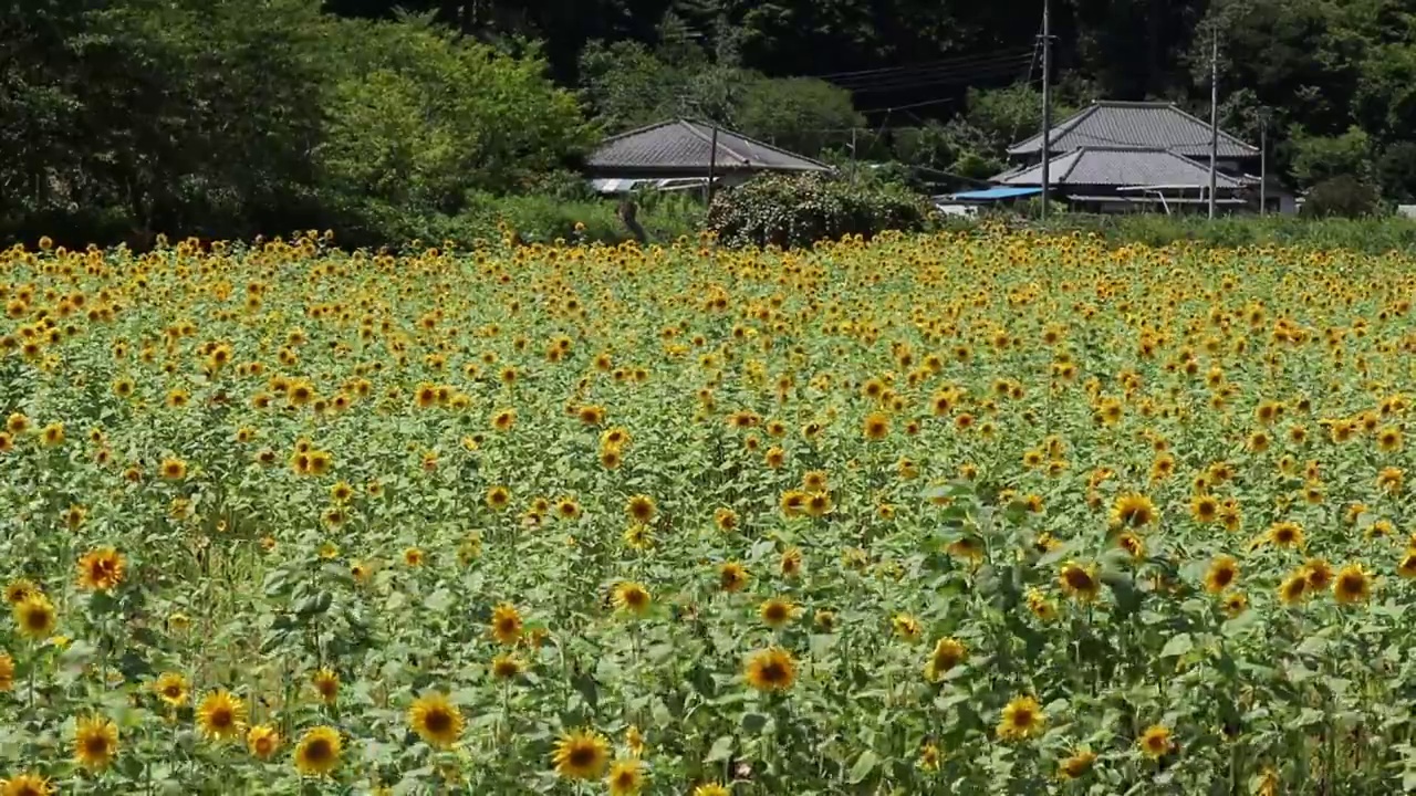 千叶县Oamishirasato市
向日葵视频素材