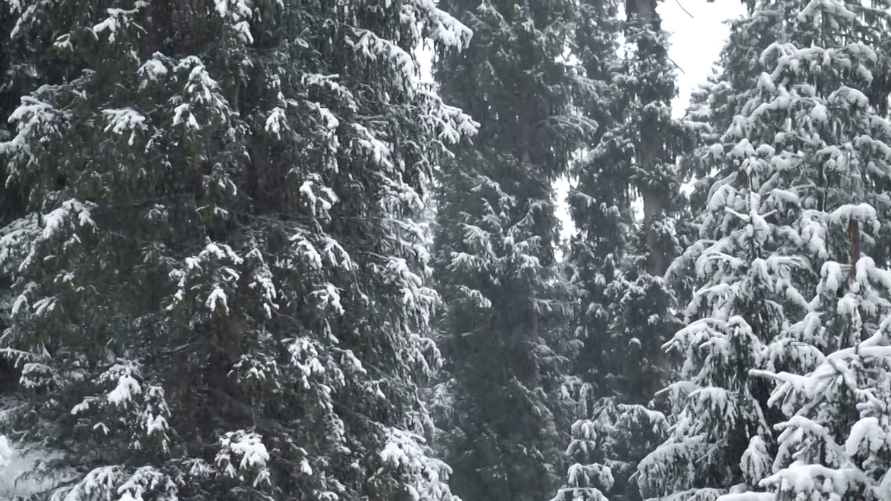 在印度喜马恰尔邦的马纳里，冬天下雪时，慢镜头拍摄的雪落在被雪覆盖的森林中的松树前。冬天森林里下雪了。视频素材