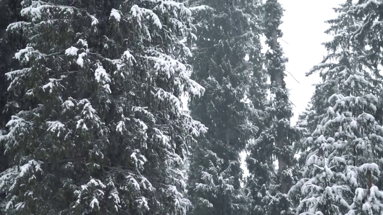 在印度喜马恰尔邦的马纳里，冬天下雪时，慢镜头拍摄的雪落在被雪覆盖的森林中的松树前。冬天森林里下雪了。视频素材