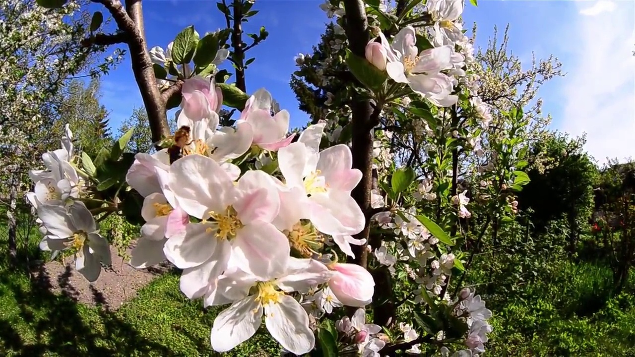 蜜蜂在后院的苹果园里寻找花粉视频素材