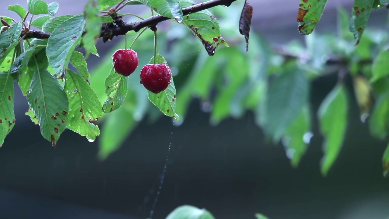 枝头带着树叶和樱桃果实，那是在暖暖的夏雨中打47下的视频素材