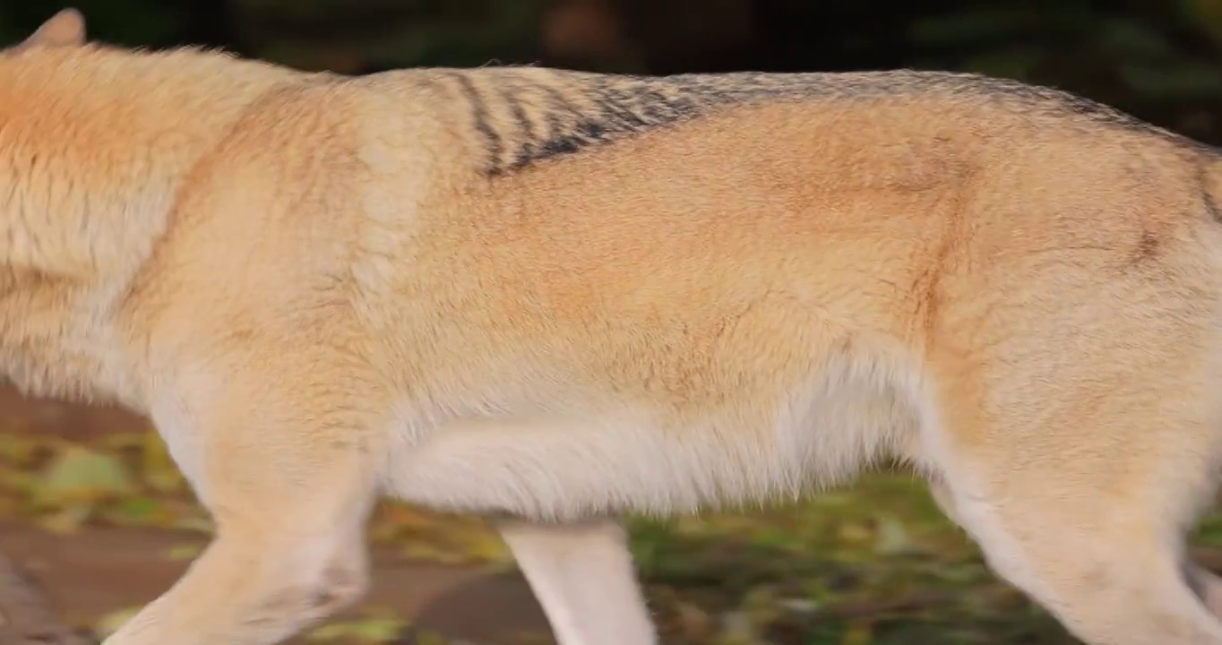 狼(Canis lupus)，又称灰狼，是犬科现存最大的成员。狼是狗家族中最大的野生成员。视频素材