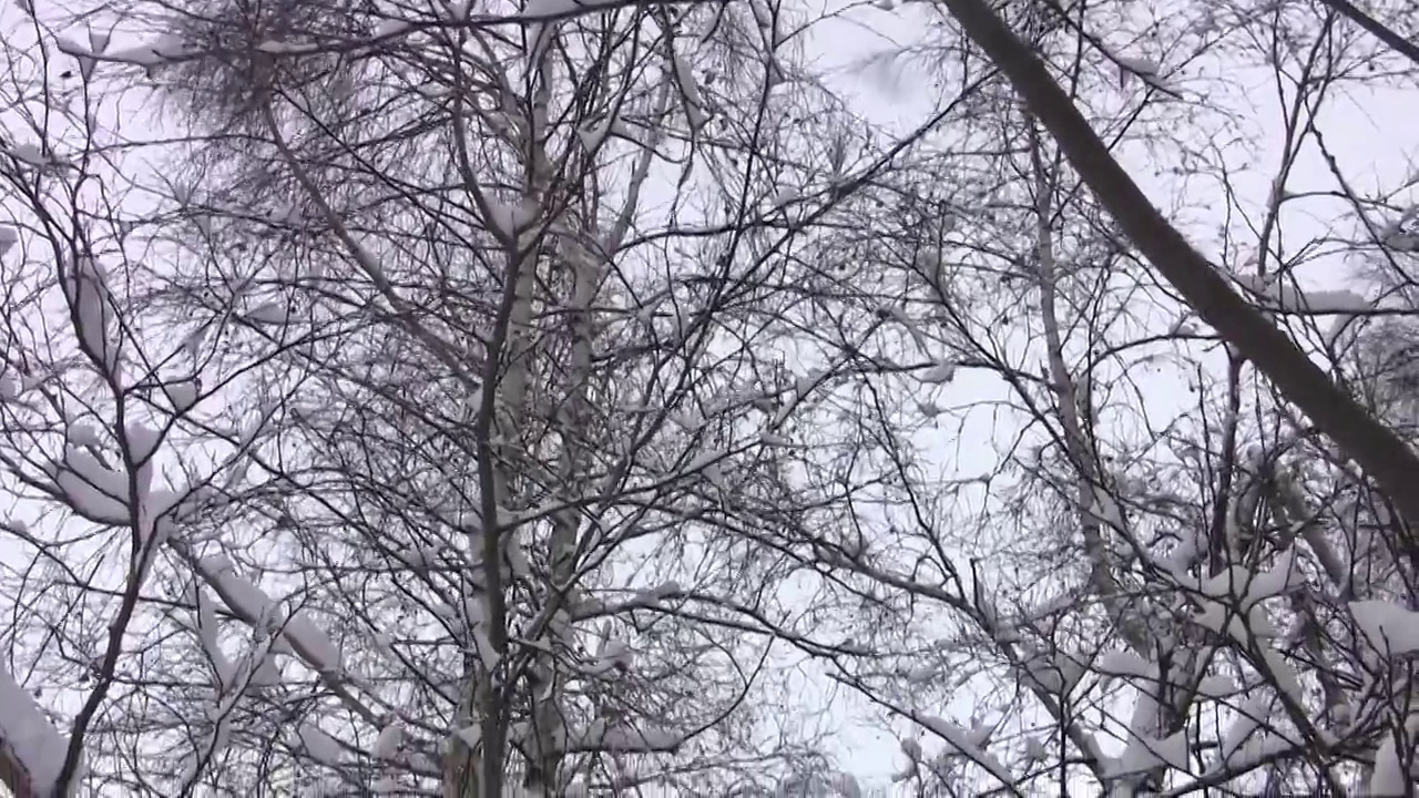 白桦树在寒风中荒芜的路边，覆盖着冬天寒冷的三十二层雪视频素材