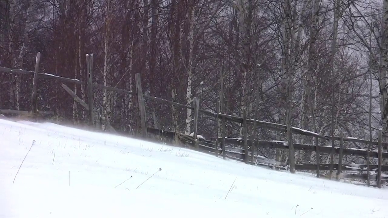 那白桦林是在寒风凛冽的冬天，被白雪覆盖的河岸视频素材