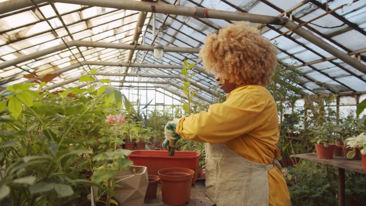 非裔美国妇女在温室里重新盆栽植物视频素材