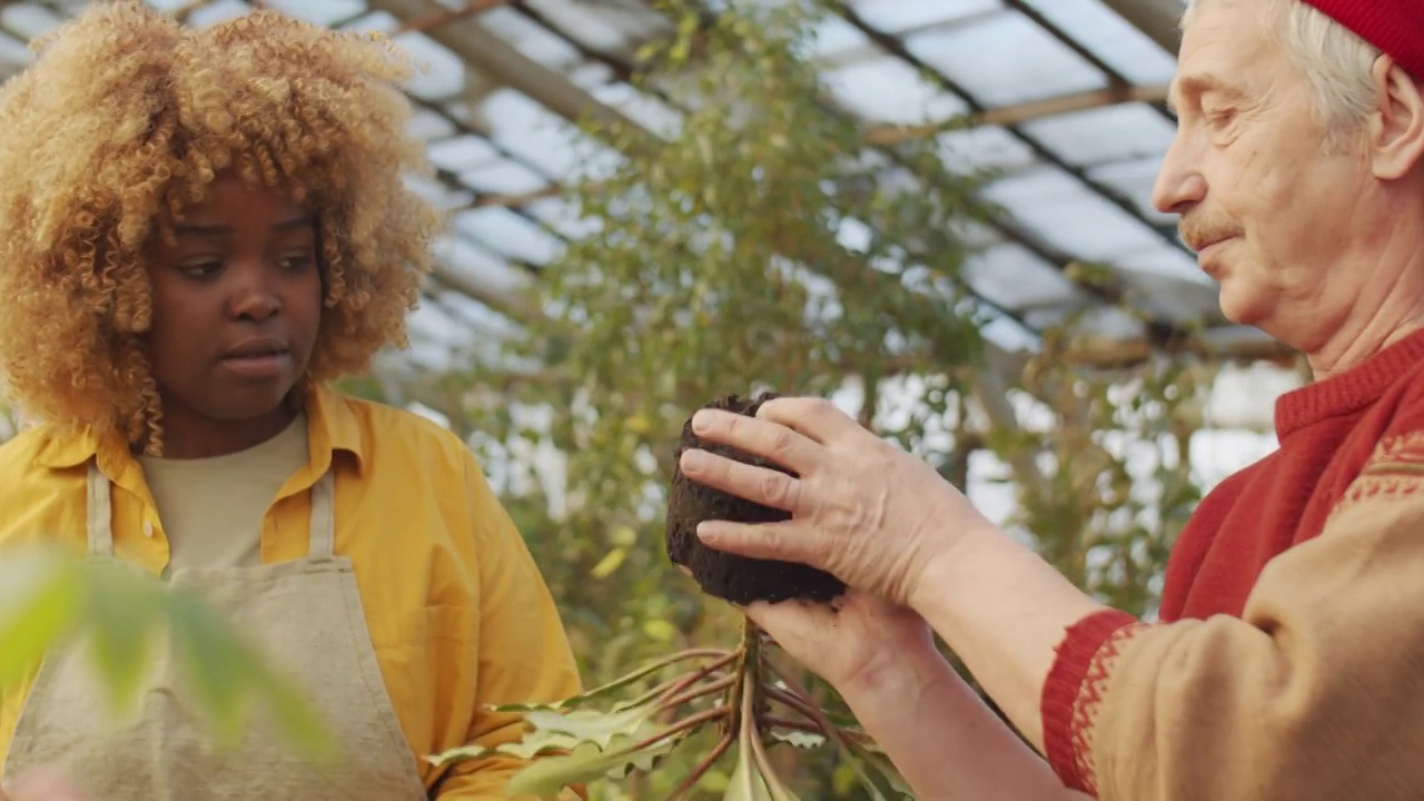 不同同事在温室内盆栽植物视频素材