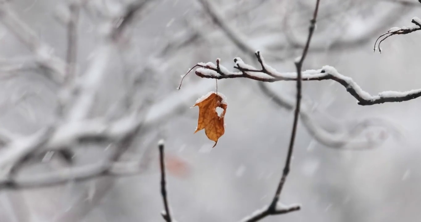 树枝在下雪的背景上。一片片雪花飘落在冬季的大地上。视频素材