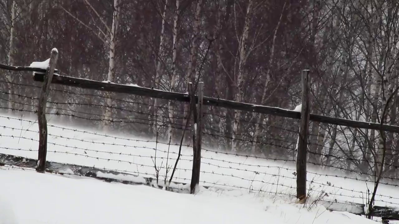 白桦林边缘的木栅栏和带刺铁丝后面吹着雪70视频素材