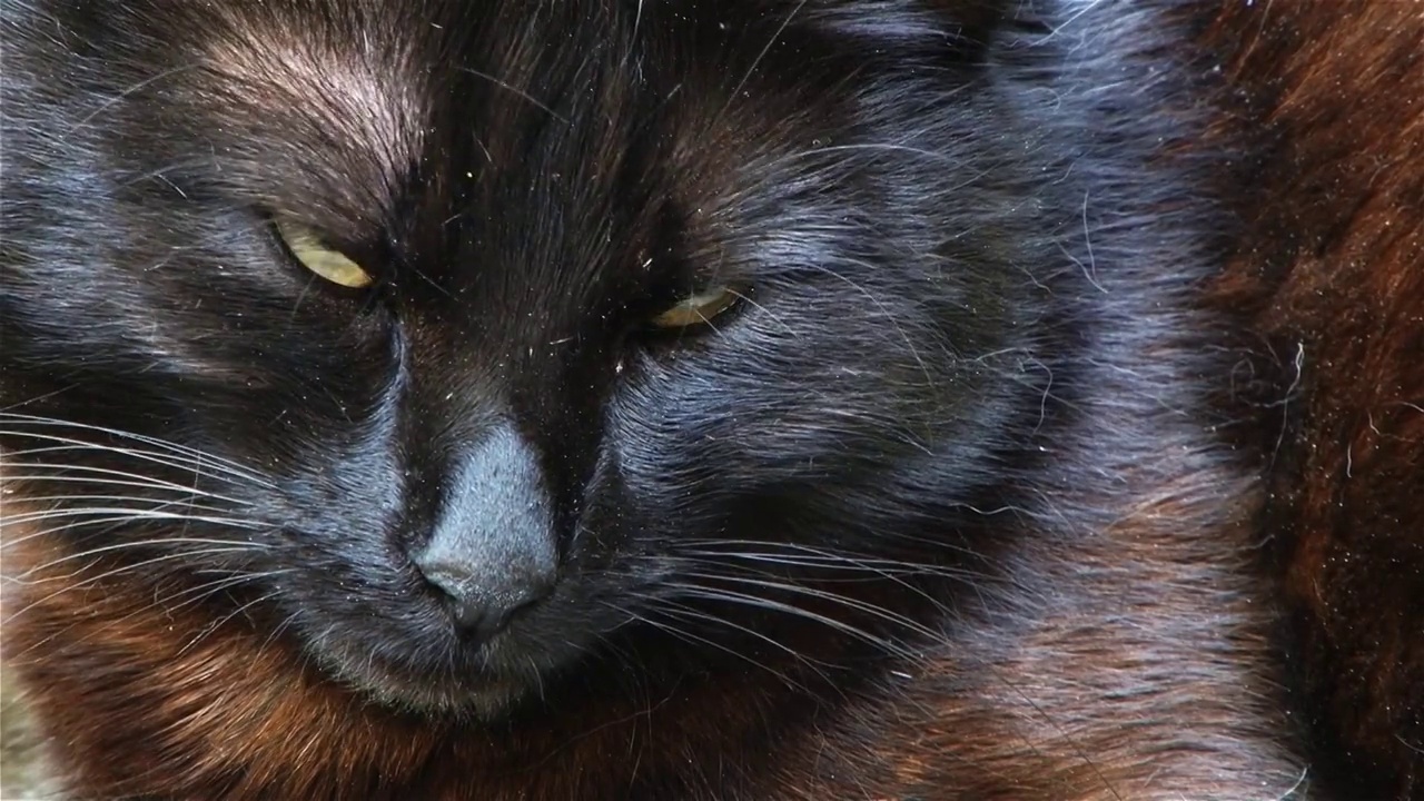 睡在阳台枕头上的黑猫视频素材