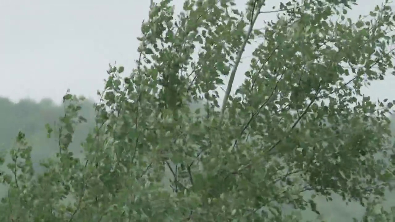 暴风雨落在绿色的山上，森林里的树枝哗啦哗啦地晃动视频素材