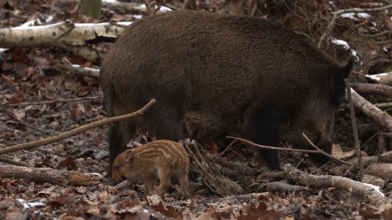 小野猪的特写Sus斯克劳法家庭，平静的小猪妈妈哺乳条纹幼崽。野生动物宁静的长毛动物场景。强大的鼻子，良好的嗅觉，在杂食中寻找食物。视频素材