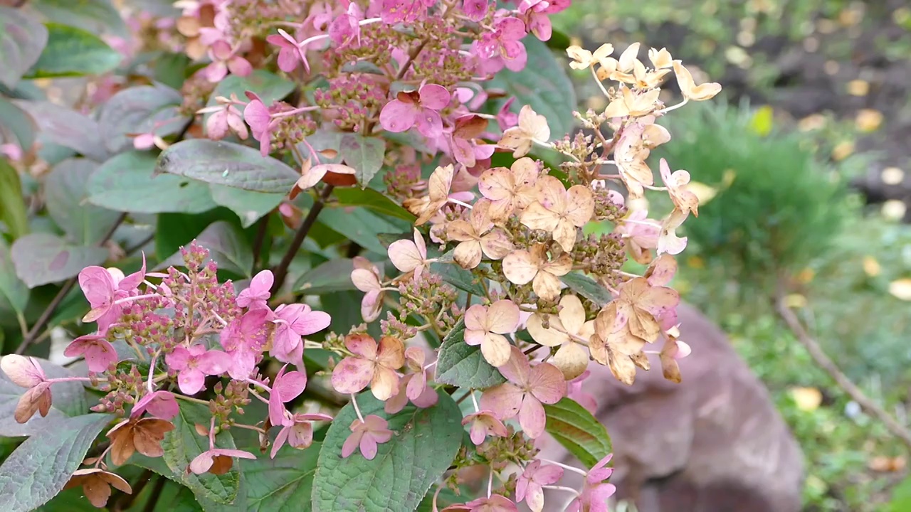 绣球花开花植物，绣球花在花园里，库存视频素材视频素材