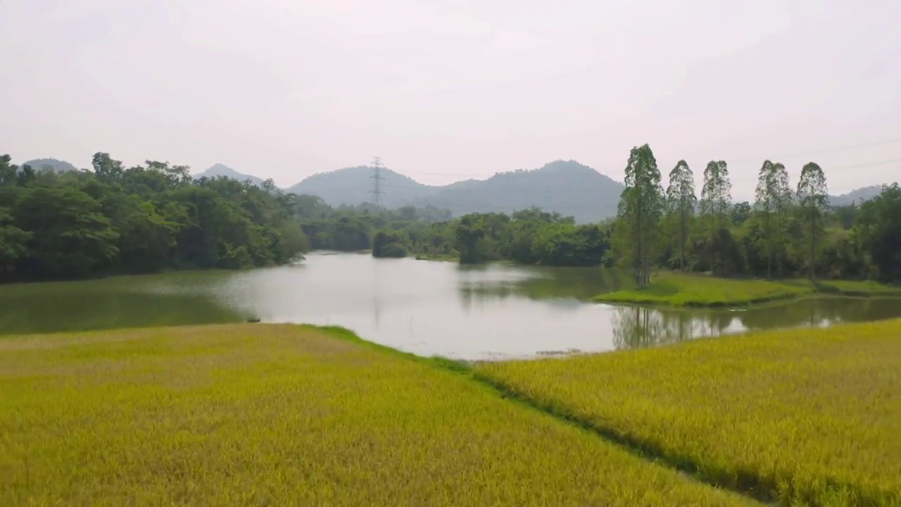 鸟瞰亚洲乡村或农村地区的新鲜稻田、绿色农田。自然景观背景。视频素材