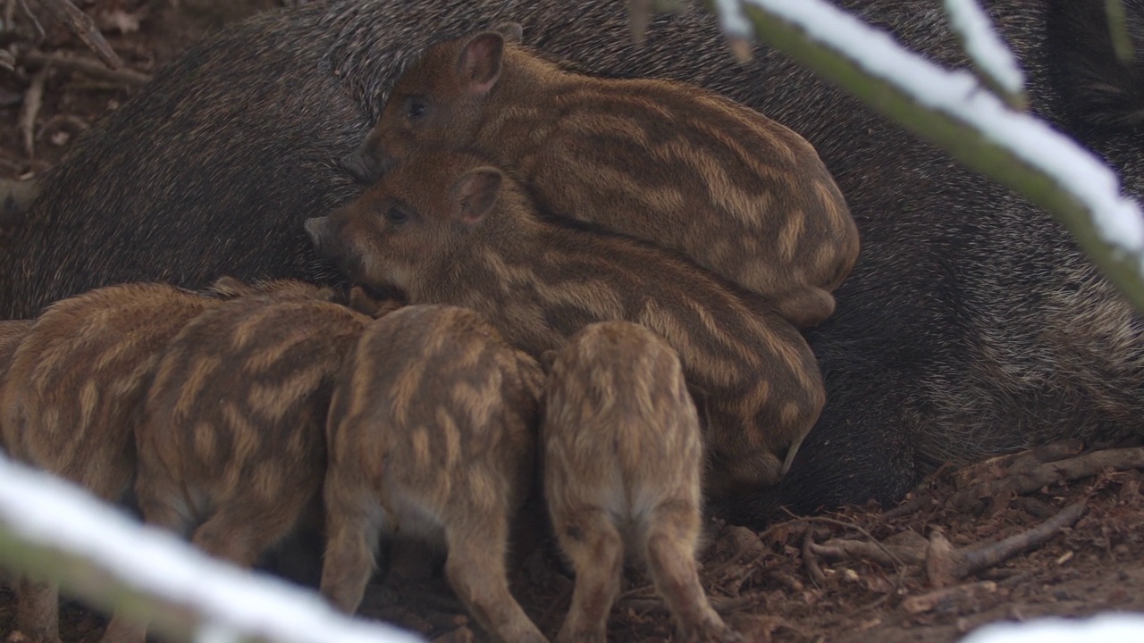 小野猪的特写Sus斯克劳法家庭，平静的小猪妈妈哺乳条纹幼崽。野生动物宁静的长毛动物场景。强大的鼻子，良好的嗅觉，在杂食中寻找食物。视频素材